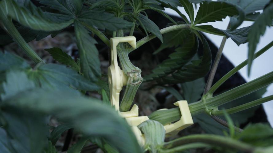 Strawberry Gorilla Auto - Sonnenerde. Week 5