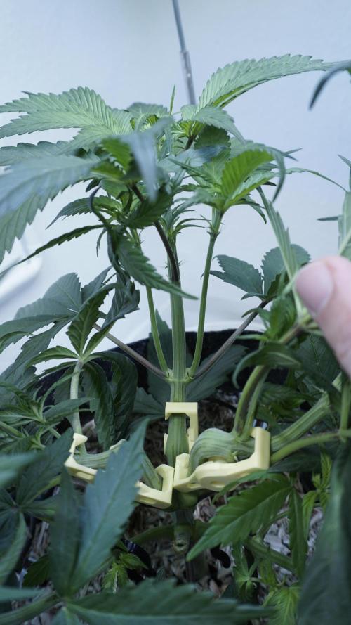 Strawberry Gorilla Auto - Sonnenerde. Week 5