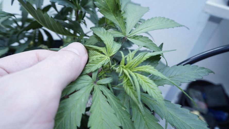 Strawberry Gorilla Auto - Sonnenerde. Week 5