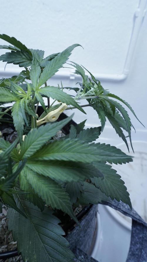 Strawberry Gorilla Auto - Sonnenerde. Week 5