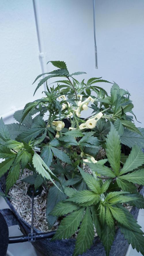 Strawberry Gorilla Auto - Sonnenerde. Week 5