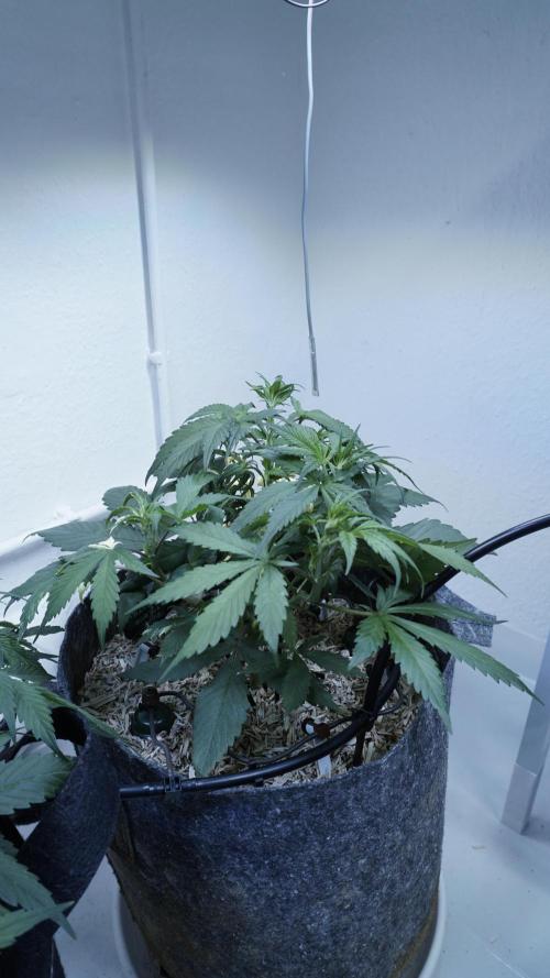 Strawberry Gorilla Auto - Sonnenerde. Week 5