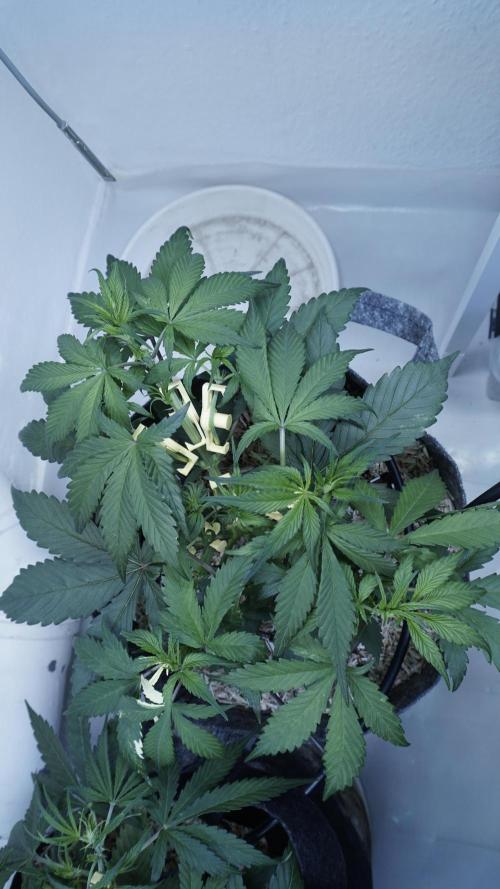 Strawberry Gorilla Auto - Sonnenerde. Week 5