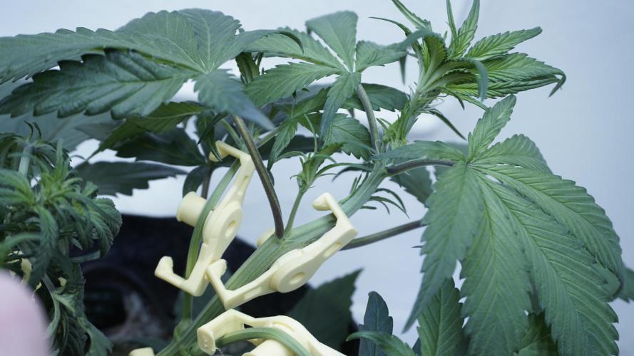 Strawberry Gorilla Auto - Sonnenerde. Week 5