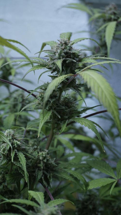 Violet Face Auto. Week 16