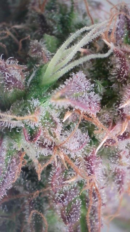 Violet Face Auto. Week 16