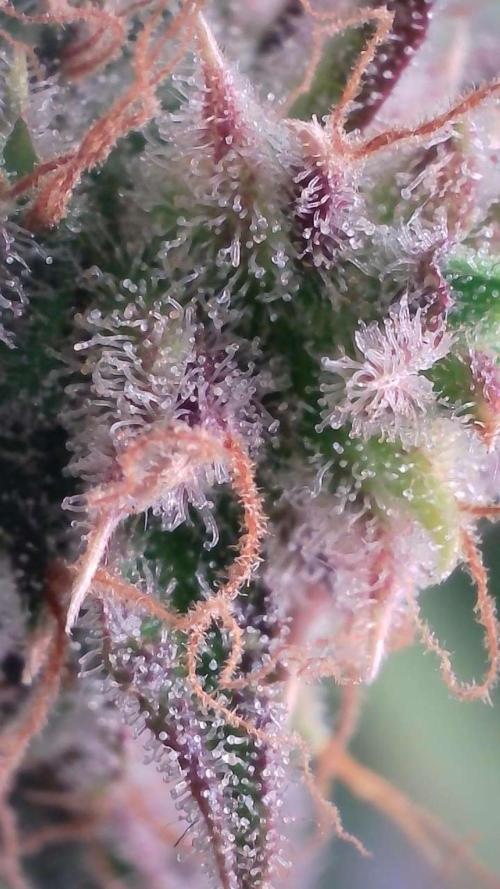 Violet Face Auto. Week 16