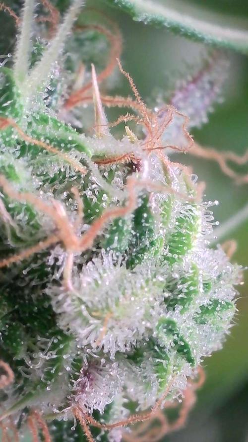 Violet Face Auto. Week 16