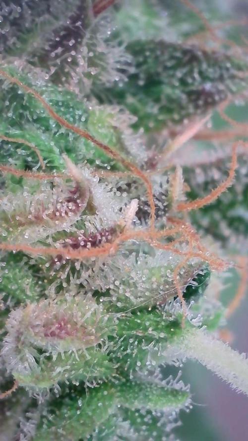 Violet Face Auto. Week 16