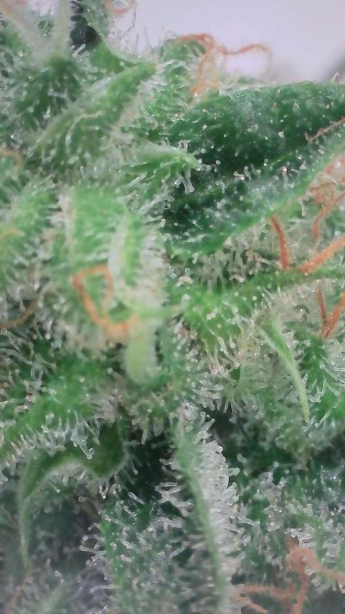 Violet Face Auto. Week 16