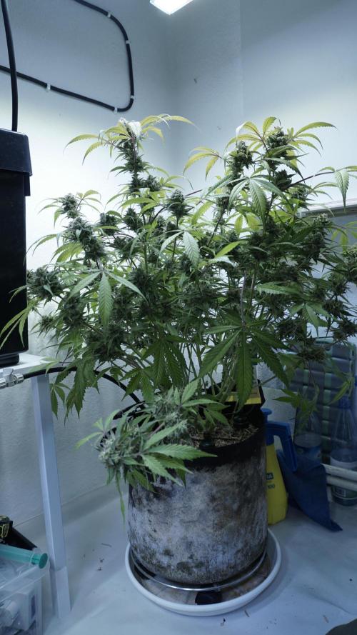 Violet Face Auto. Week 16