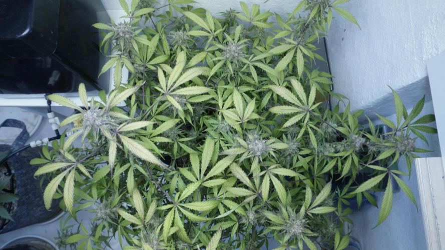 Violet Face Auto. Week 16