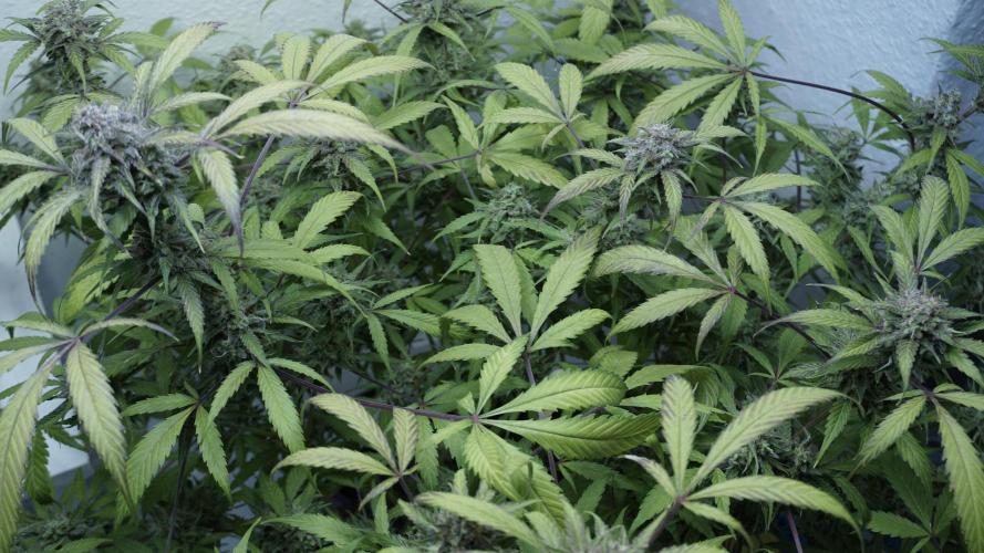 Violet Face Auto. Week 16