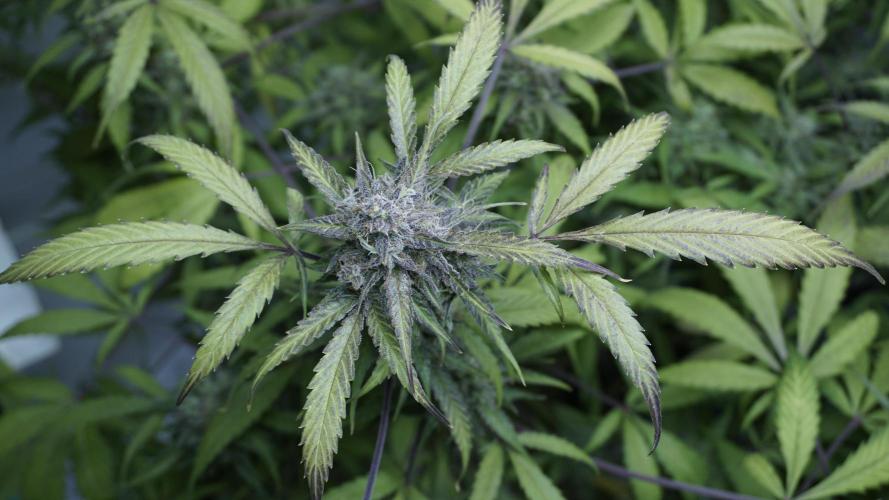 Violet Face Auto. Week 16