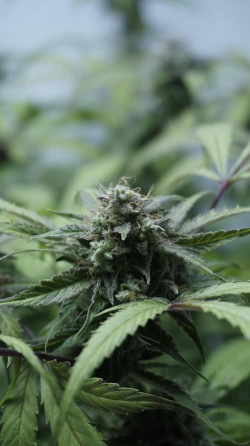 Violet Face Auto. Week 16