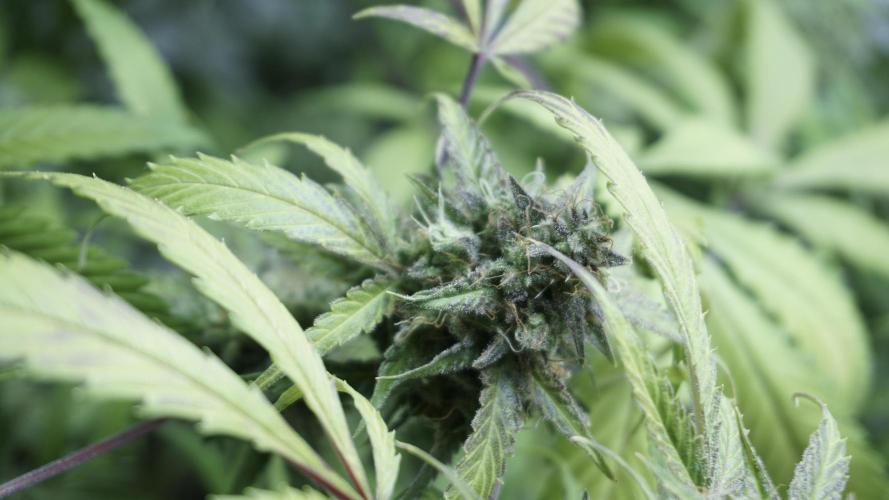 Violet Face Auto. Week 16