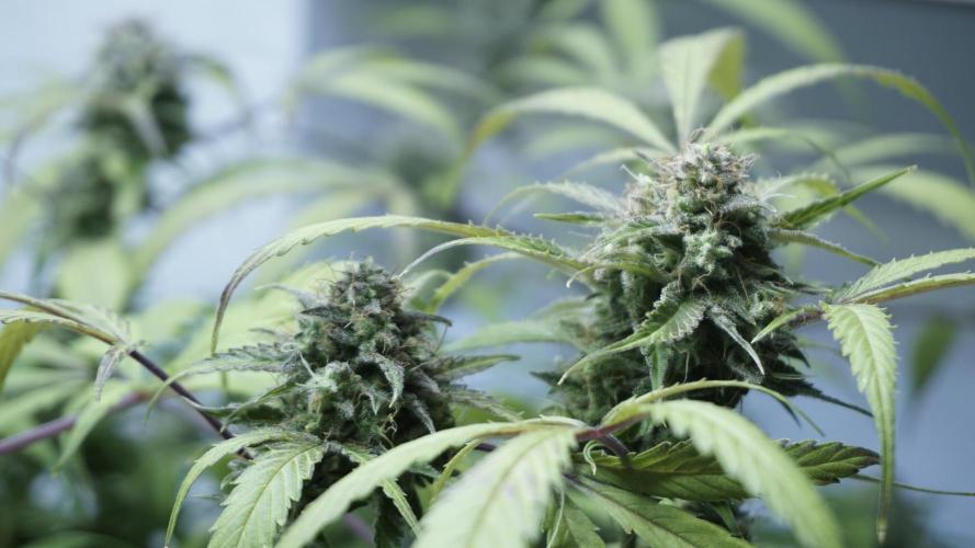 Violet Face Auto. Week 16