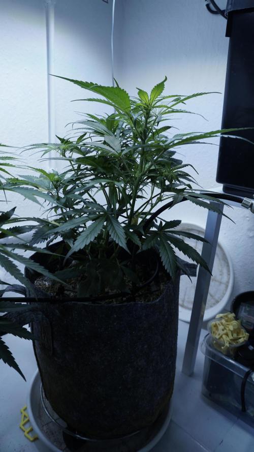 Strawberry Gorilla Auto - Sonnenerde. Week 6