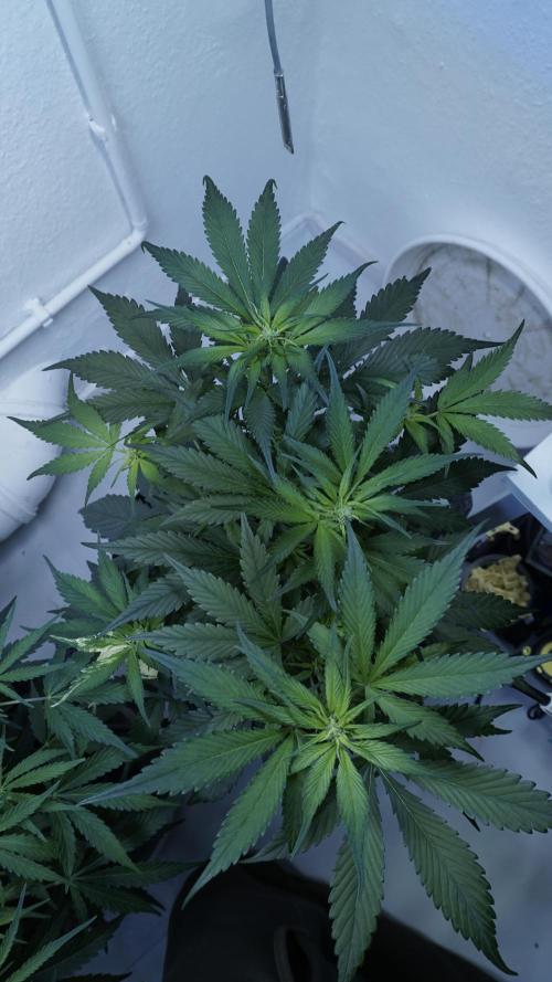 Strawberry Gorilla Auto - Sonnenerde. Week 6