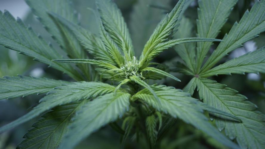 Strawberry Gorilla Auto - Sonnenerde. Week 6