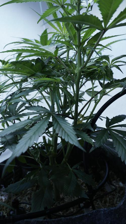 Strawberry Gorilla Auto - Sonnenerde. Week 6