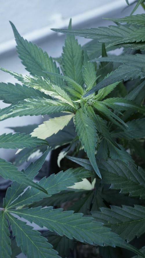 Strawberry Gorilla Auto - Sonnenerde. Week 6