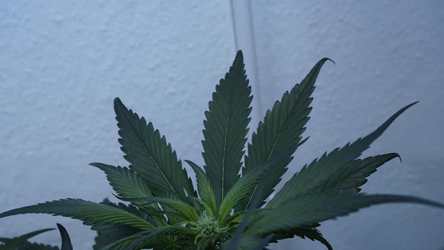 Strawberry Gorilla Auto - Sonnenerde. Week 6