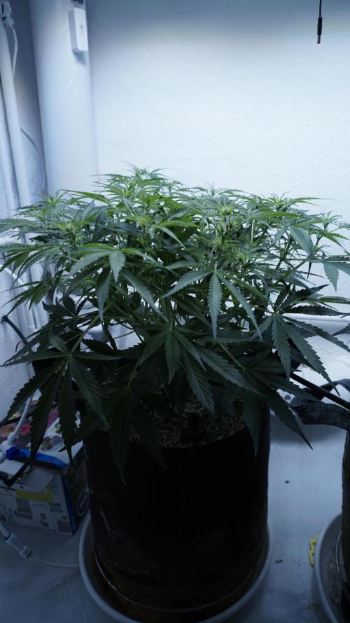 Lemon Pie Auto - Sonnenerde. Week 6