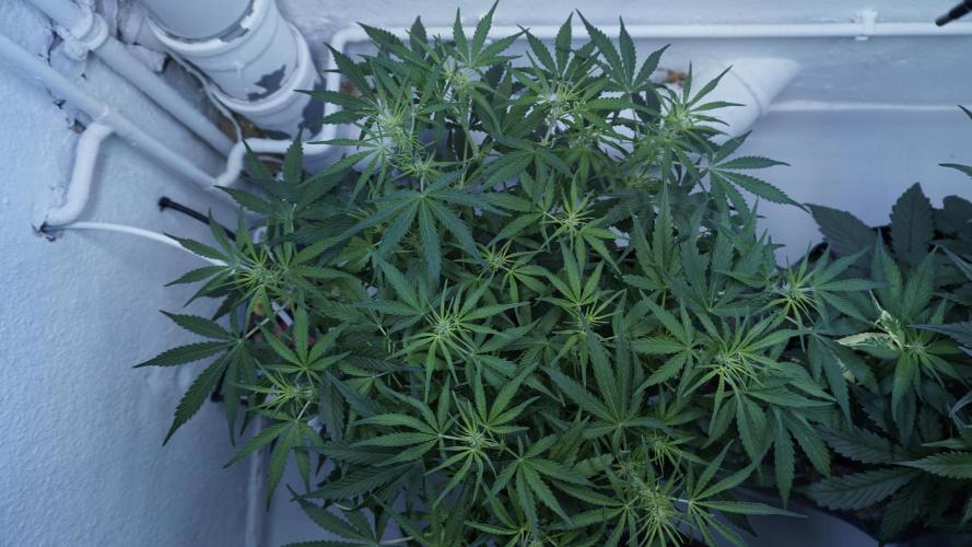 Lemon Pie Auto - Sonnenerde. Week 6