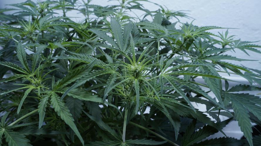 Lemon Pie Auto - Sonnenerde. Week 6