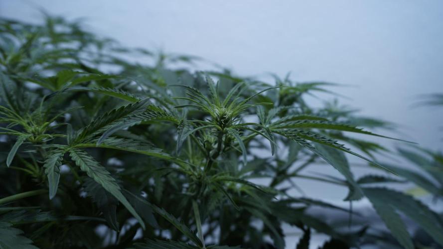 Lemon Pie Auto - Sonnenerde. Week 6