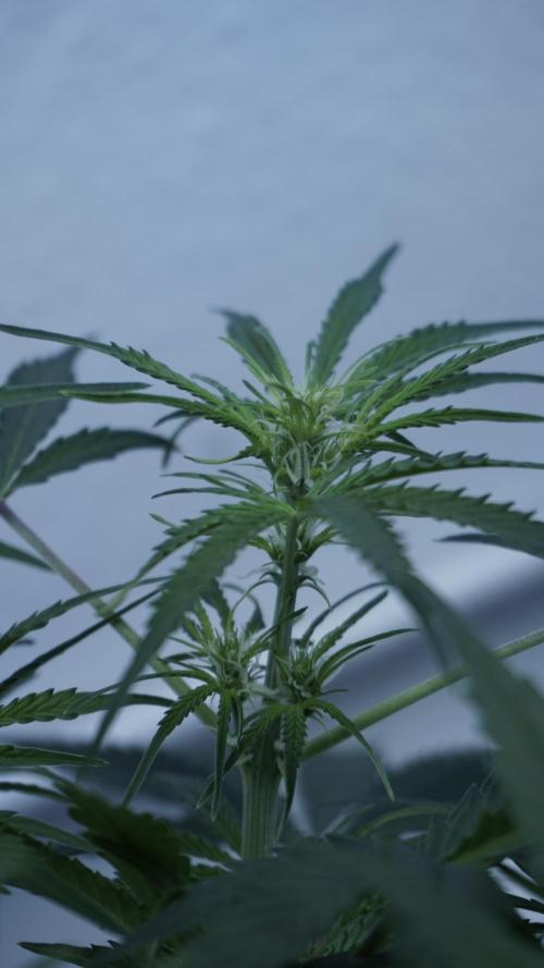 Lemon Pie Auto - Sonnenerde. Week 6