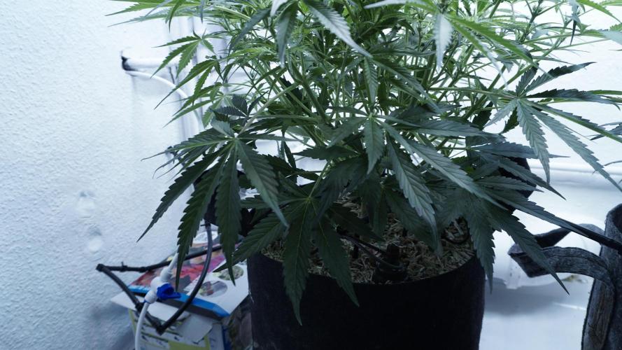 Lemon Pie Auto - Sonnenerde. Week 6