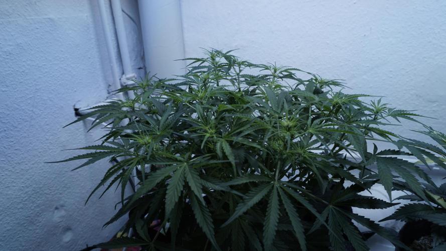 Lemon Pie Auto - Sonnenerde. Week 6