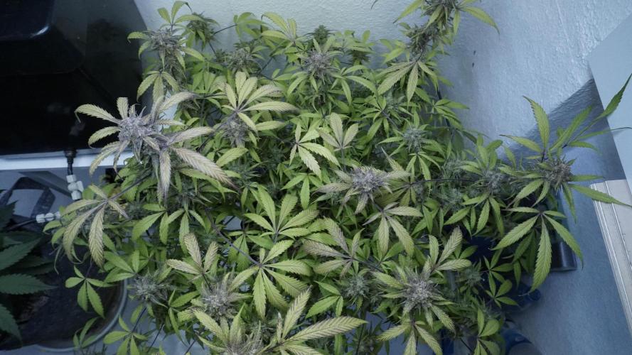 Violet Face Auto. Week 17