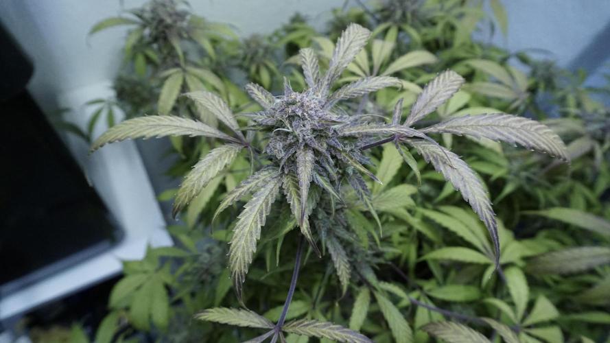 Violet Face Auto. Week 17