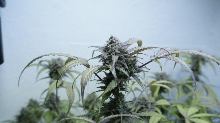 Violet Face Auto. Week 17