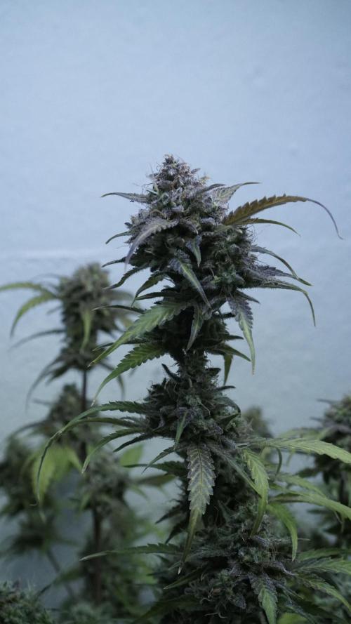 Violet Face Auto. Week 17