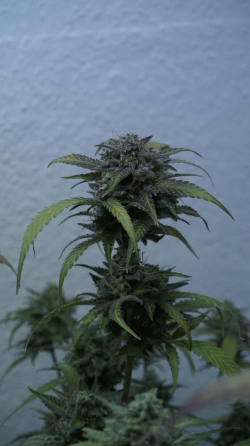 Violet Face Auto. Week 17