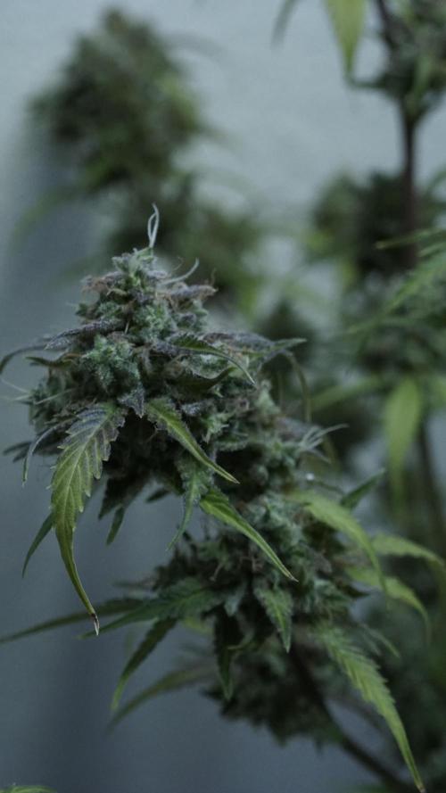 Violet Face Auto. Week 17