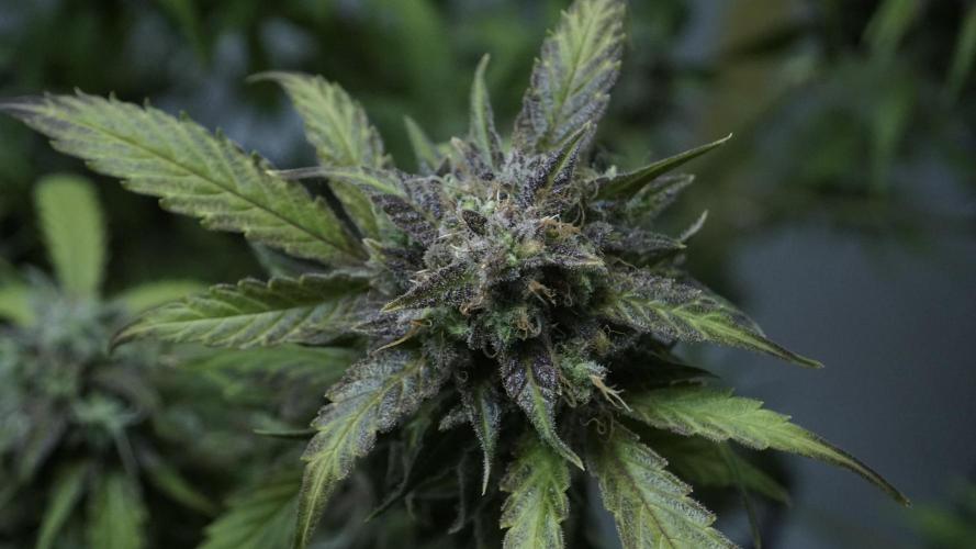 Violet Face Auto. Week 17