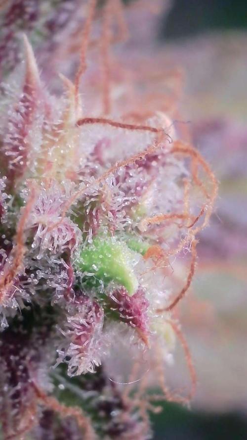 Violet Face Auto. Week 17