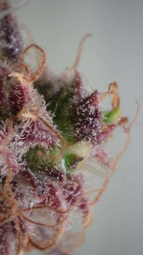 Violet Face Auto. Week 17