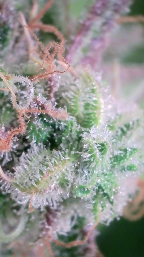 Violet Face Auto. Week 17