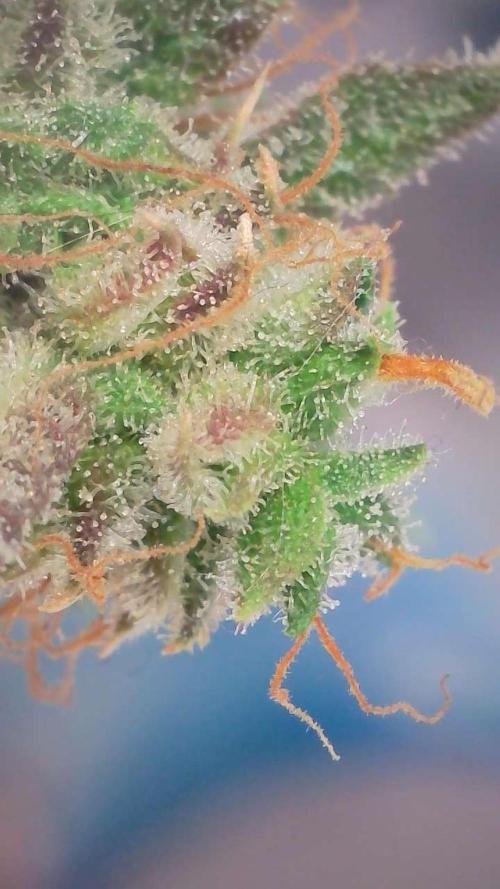 Violet Face Auto. Week 17