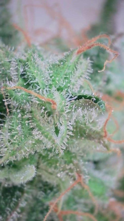 Violet Face Auto. Week 17