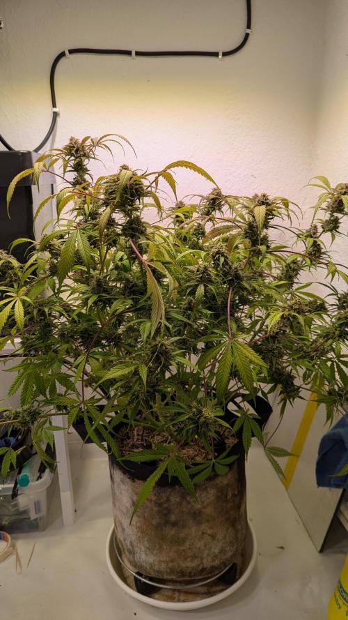 Violet Face Auto. Week 17