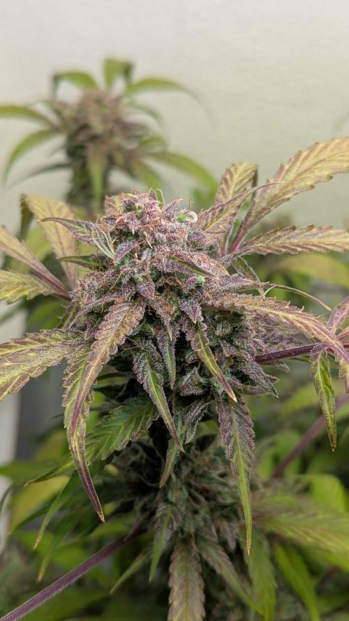 Violet Face Auto. Week 17