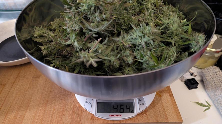 Violet Face Auto. Week 17