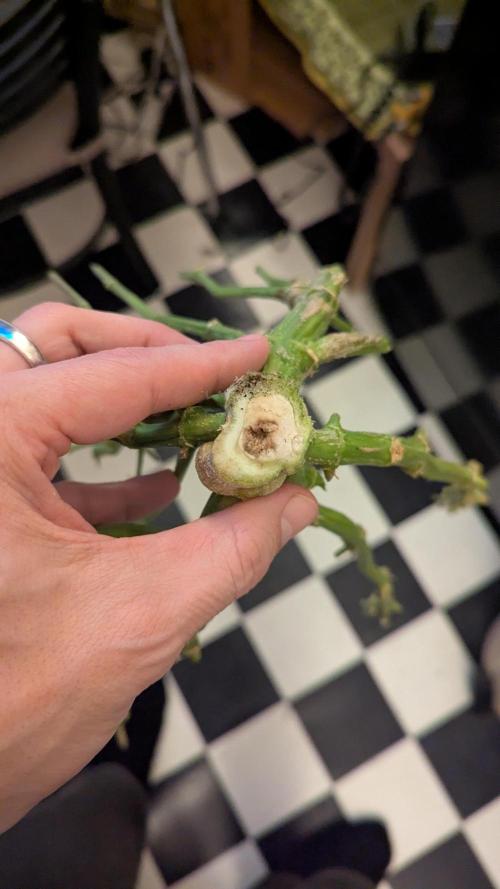 Violet Face Auto. Week 17